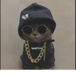 Da cats gang