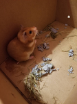 Nathan hamsters