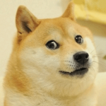 Doge Squad!