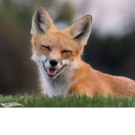 I Love Foxes Group