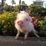 Pigs Palace Group Thumbnail