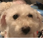 Background dog