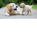 The doggy roblox group