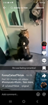 Kitten devs