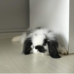 Huge fans of bunnys