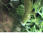 The Iguana army