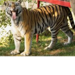 Tiger roar tiger