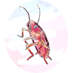 Roach Supremecy