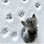 Paw prints,