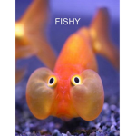 FISHY WITH THE SKETCHERS