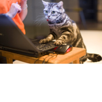 gaming cats :)