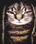 Evil cat emoji