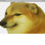 cheem dog