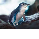 Pnguin Army