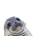 seal OωO