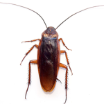 Cockroach destroyers
