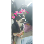 Daisys cheese