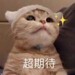 母鴨牛