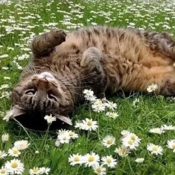 🍀
