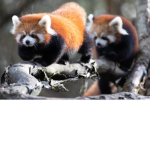 I love Baby red pandas