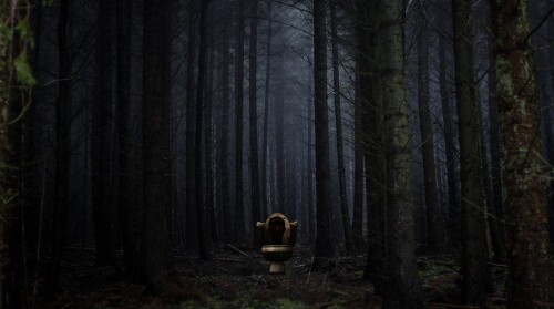 Night in the forest