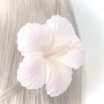 ˗ˏˋ 🐚 ｡ ˚ . 🫧  ♡ . 🌺 