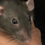 Super Ratty World