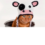MLG MEOW COW FREAKS!!!!!!!!!!!!!
