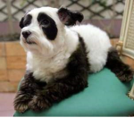 The Puppy Dog Nation