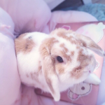 starcue