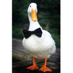 Da Ducky Legion