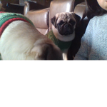 It's the Puggy Love