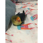 Los mimi