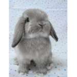 The bun bun’s <3