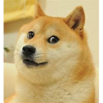Doge Games. INC