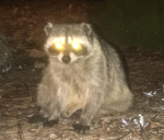 The Smelly Raccoons
