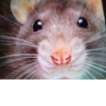 Rat assistance