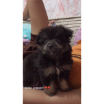 Cute Is Real