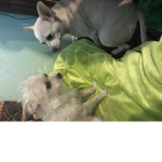 The pooch group