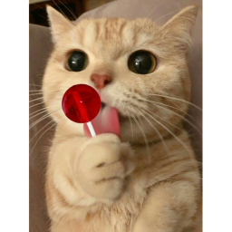 gatos  mundo de ggatos obby