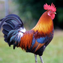 Mother's Chicken 🐓