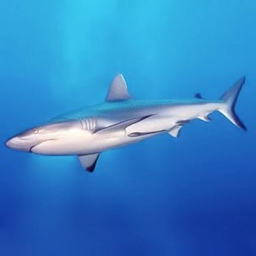 The Shark Squad hangout!
