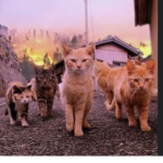 Alpha cats rule