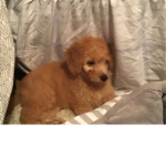 puppies are adorable for life