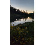 Duck_'123