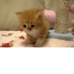 saltymeow