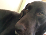 Dogger poggers