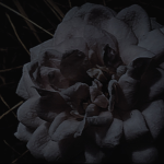 +{> .THE IVORY FOREST. <}+
