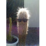 Gas Cactus B)
