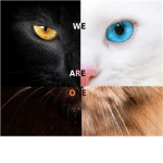 The Warrior Cats of Swift Clan